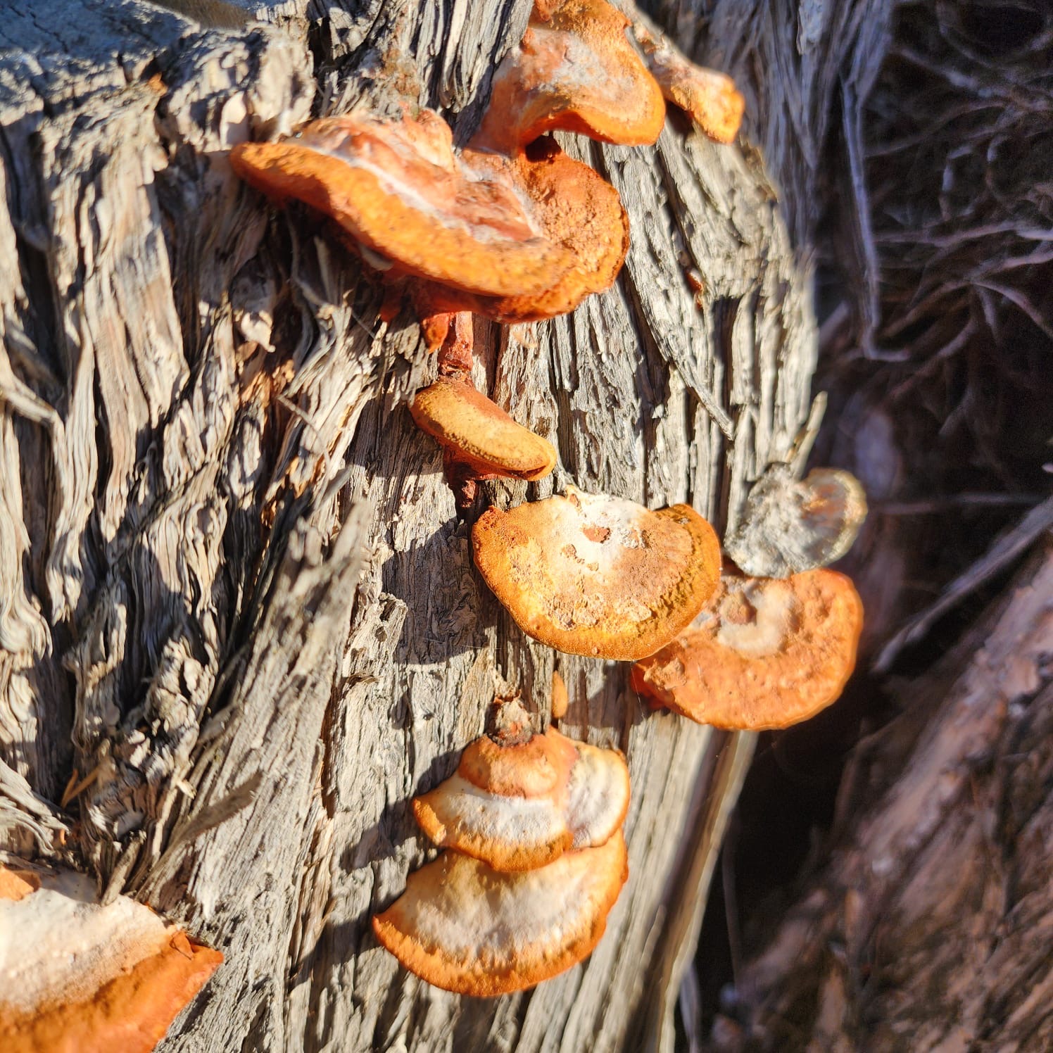 Mushroom network spreading nutrients