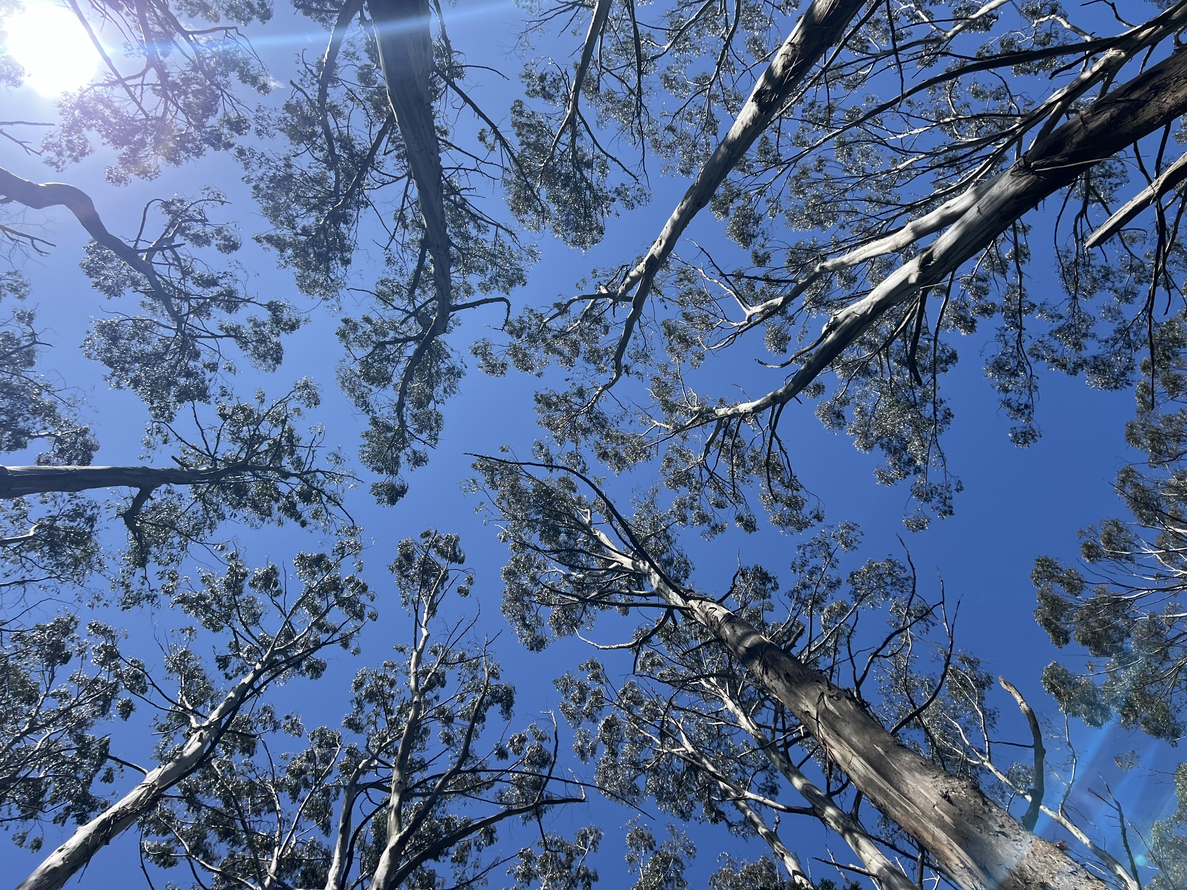 Sustaining growth in tree canopy