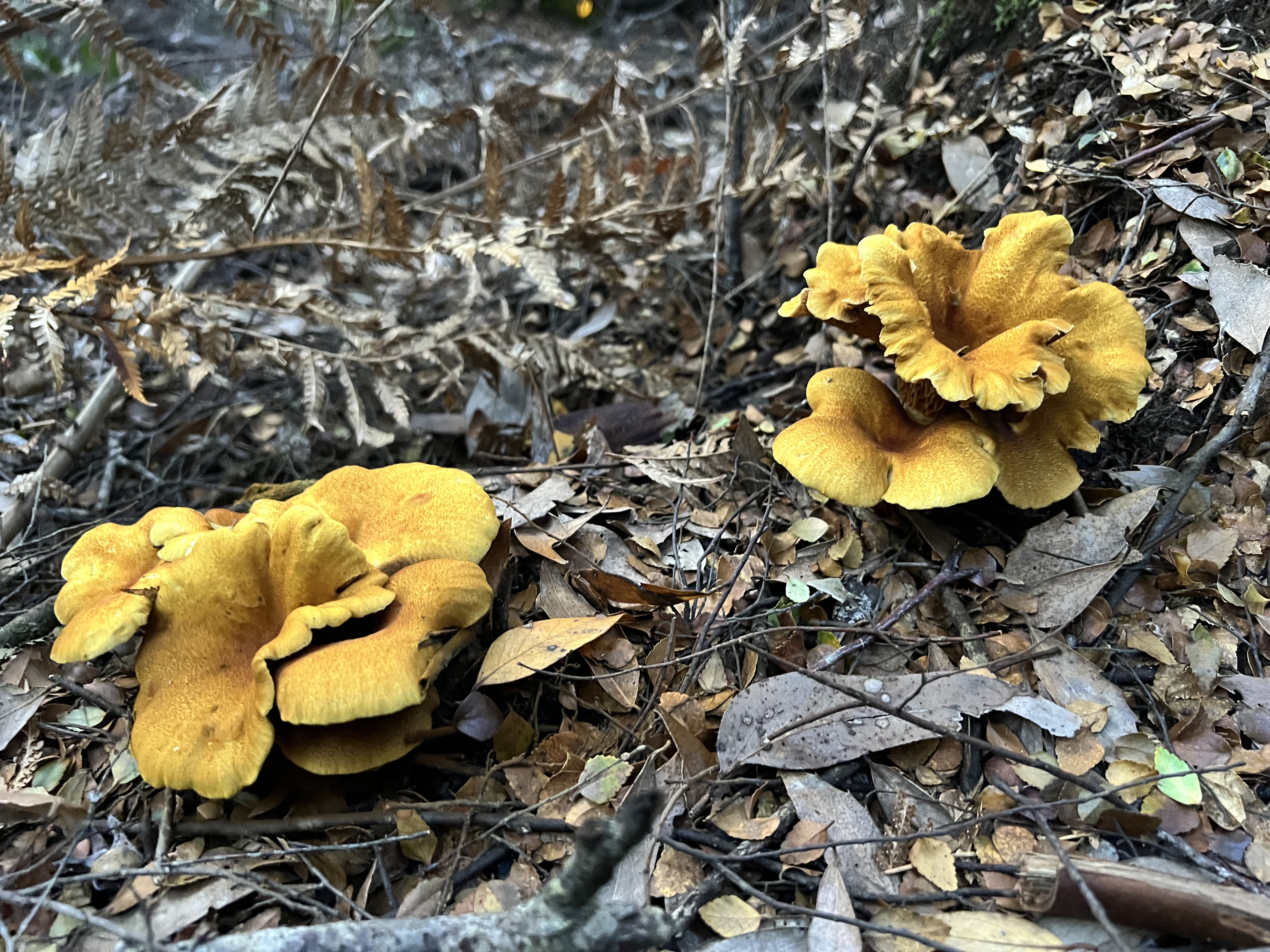Golden mushrooms showing natural network connections